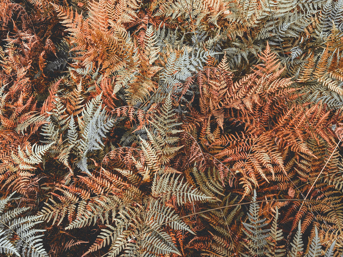 Brilliance Autumn Fern (Dryopteris erythrosora 'Brilliance') - 3 Rooted Starter Plants in 1 Qt Pots