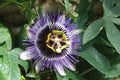 Red Rover Purple Passion Fruit Passiflora edulis Live Plant