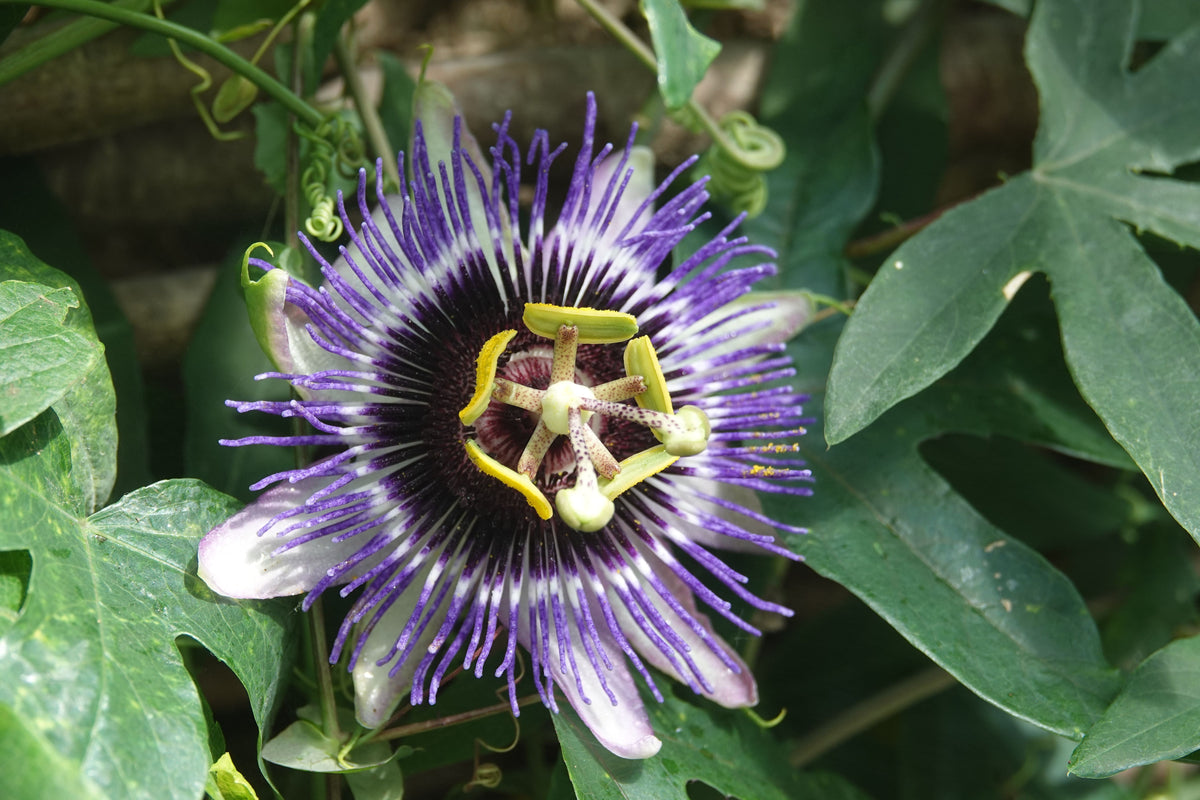 Red Rover Purple Passion Fruit Passiflora edulis Live Plant