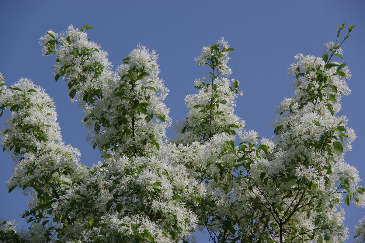 White Fringetree Chionanthus virginicus Bare Root Plant – 16+ Inches