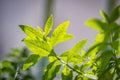 Lemon Verbena Starter Plant Plug | Aloysia citrodora Well-Rooted 1.23" Plug