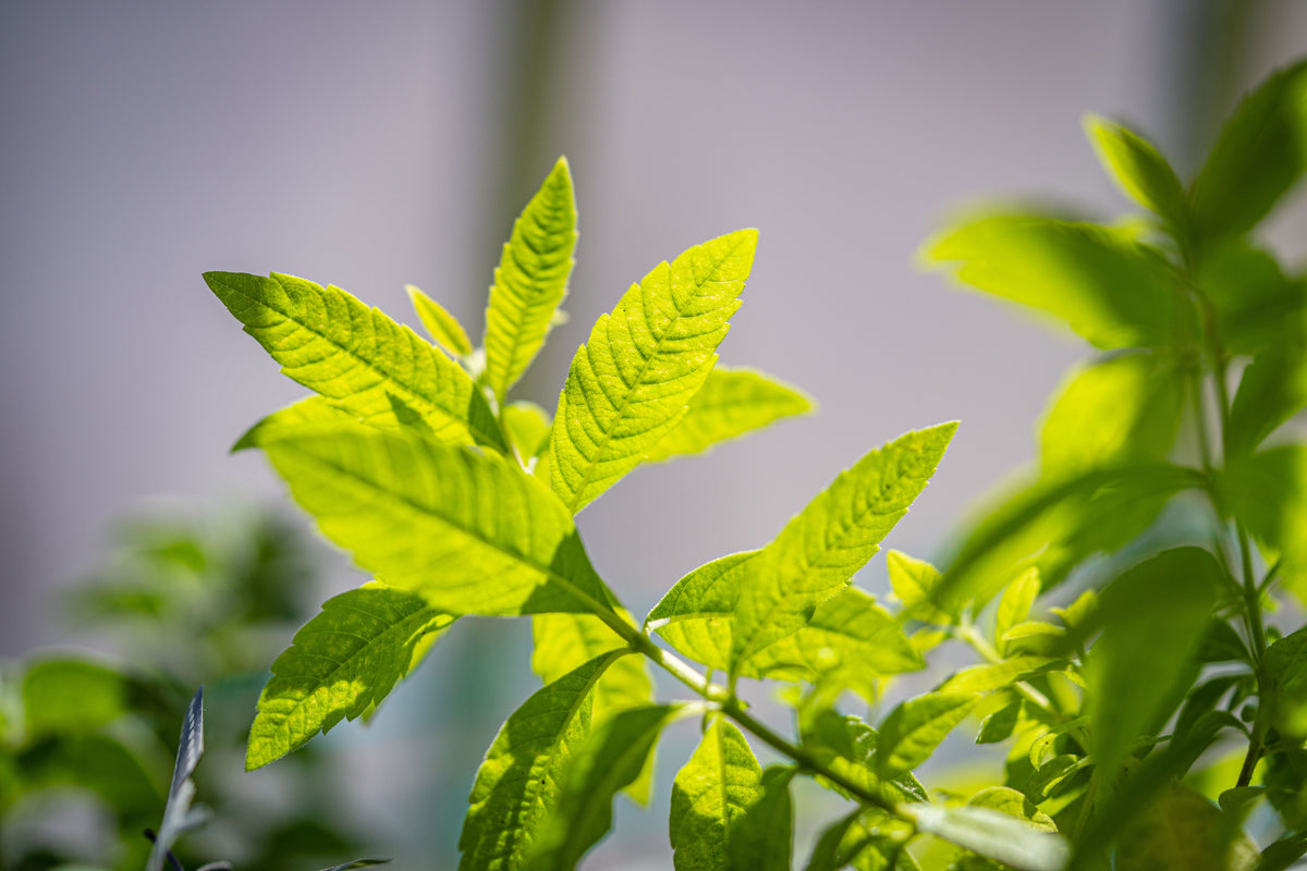 Lemon Verbena Starter Plant Plug | Aloysia citrodora Well-Rooted 1.23" Plug