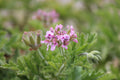 Fuzzy Mint Scented Pelargonium Geranium Live Cuttings (3 Pack, 6-Inch) – Pelargonium spp.
