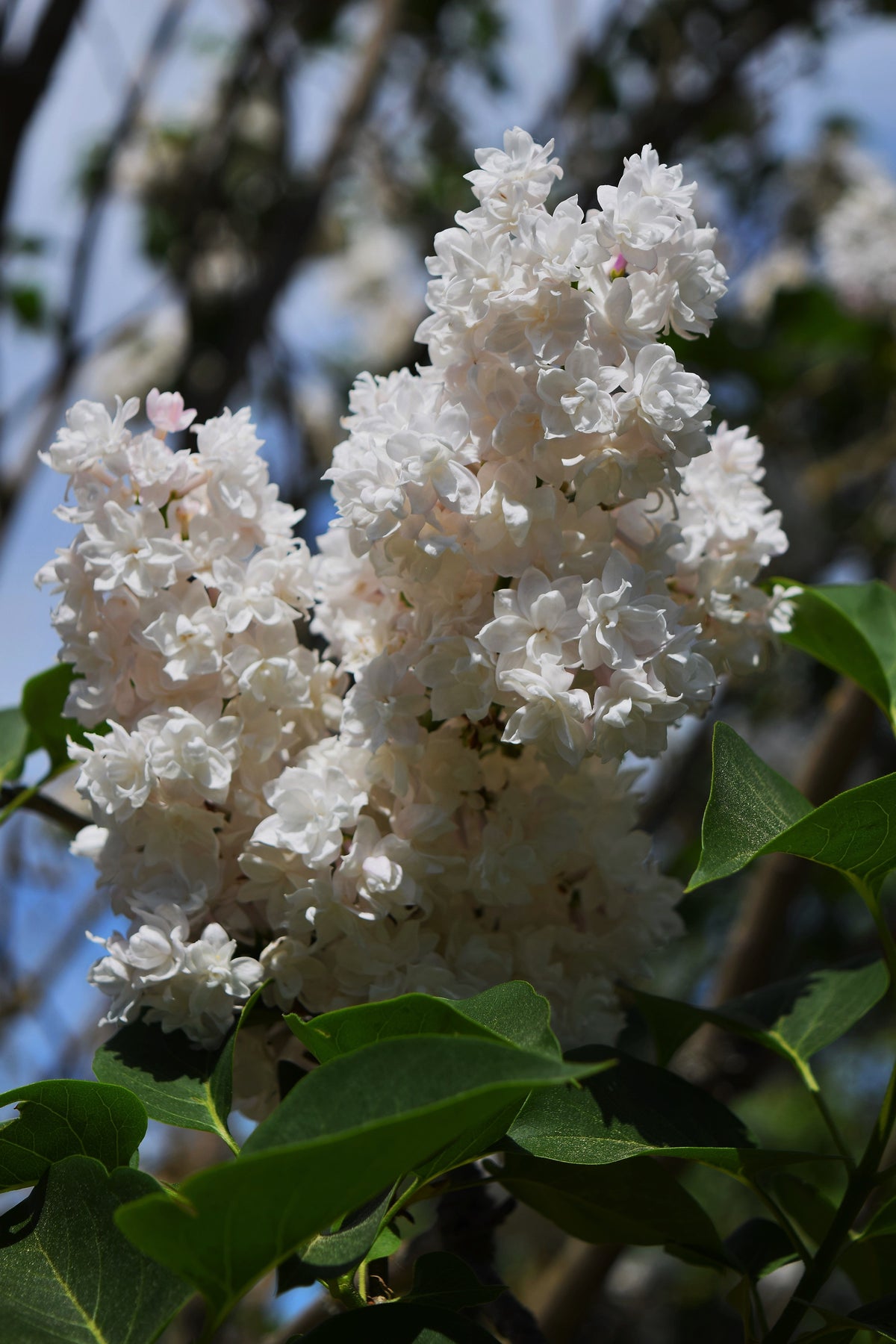 Betsy Ross White Lilac Live Plant in 3.5-Inch Pot | Syringa vulgaris