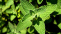 Mexican Mint (Plectranthus amboinicus) - 2 Live Well-Rooted Starter Plants