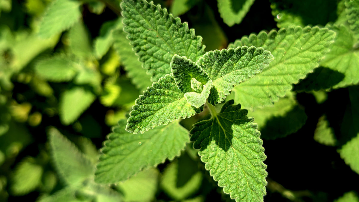 Mexican Mint (Plectranthus amboinicus) - 2 Live Well-Rooted Starter Plants