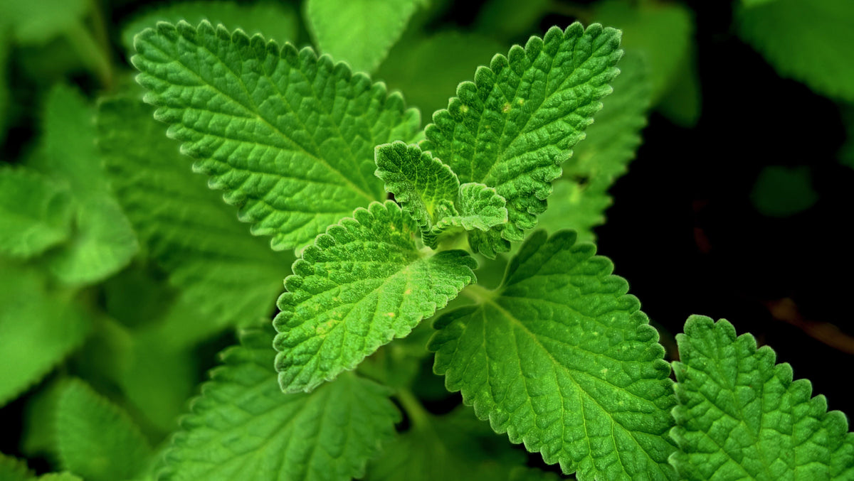 Catnip Nepeta cataria - 3 Live Starter Plants (3–6 in) No Pot