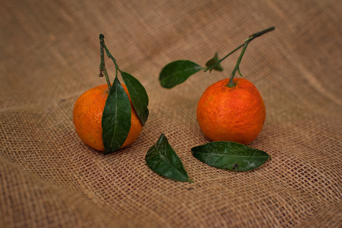 Satsuma Mandarin Citrus Live Seedling Plant - 4–10 Inches | Citrus reticulata