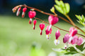 Pink Bleeding Heart Live Plants - 5 Bare Root Lamprocapnos spectabilis
