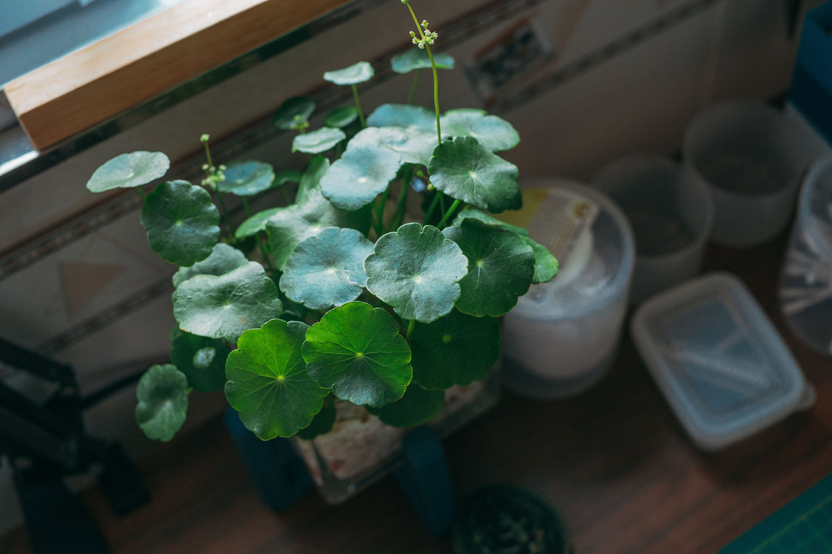 Hydrocotyle vulgaris Live Plant Bundle - Fully Rooted Marsh Pennywort 10–20 in