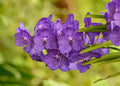 Vanda Somsri Glory Blue Orchid Live Plant - 3-Inch Pot | Young