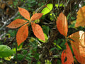 Virginia Creeper Bare Roots (Parthenocissus quinquefolia) - 10 Live Bare Roots for Transplanting