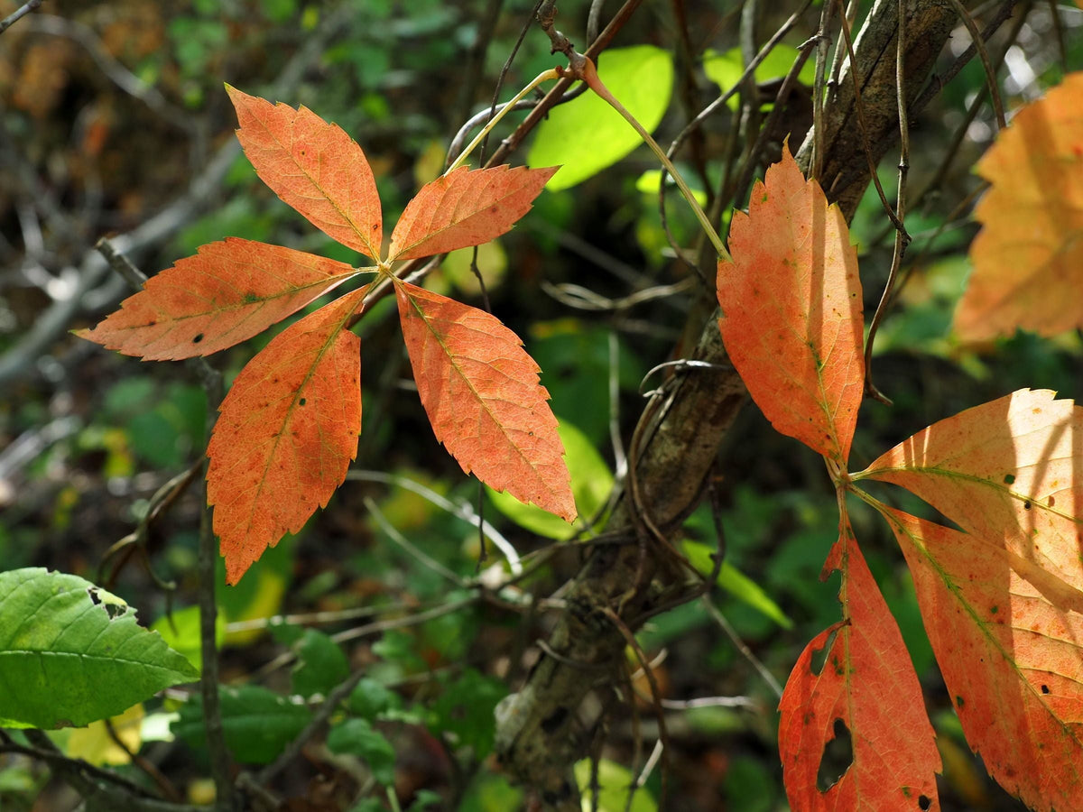 Virginia Creeper Bare Roots (Parthenocissus quinquefolia) - 10 Live Bare Roots for Transplanting