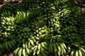 Grand Nain Banana Plant Live Tropical Plant - 1 Gallon Pot Musa 'Grand Nain'