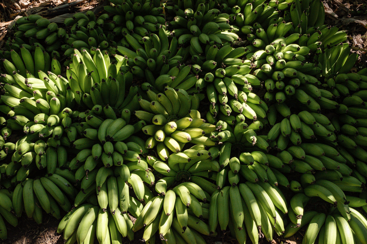 Grand Nain Banana Plant Live Tropical Plant - 1 Gallon Pot Musa 'Grand Nain'