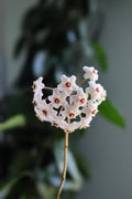 Hoya Nummularioides Live Plant - 4-Inch Pot, Fragrant Wax Flower, Indoor Vine