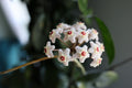 Hoya Rotundiflora Live Plant in 4-Inch Pot – Rooted Hoya Rotundiflora