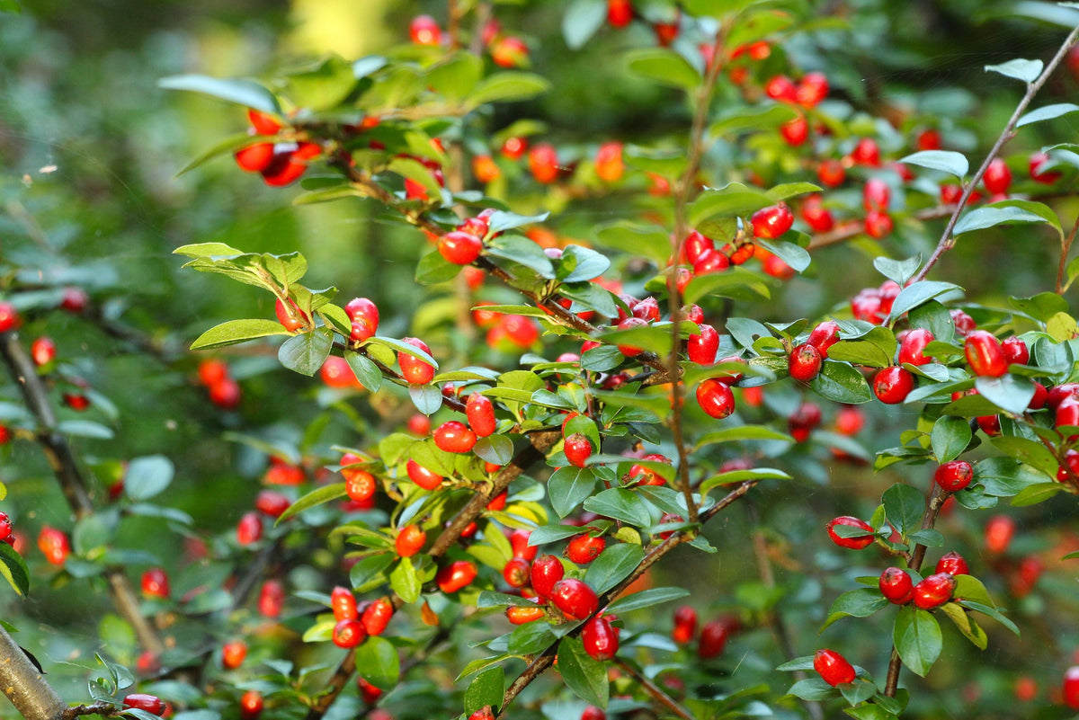 Goji Berry Lycium barbarum - Bare Root Plants + 3 Unrooted Cuttings (3 Pack)