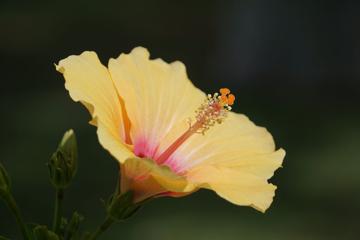 Madagascar Hibiscus Moscheutos Rooted Starter Plant