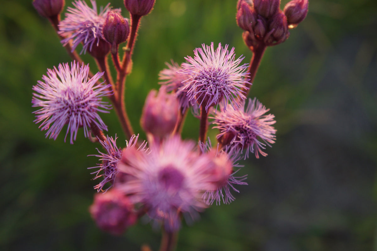 Vernonia Ironweed Bare-Root Plants – 3 Live Starter Plants