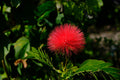 Red Dwarf Powder Puff Live Starter Plant Calliandra haematocephala