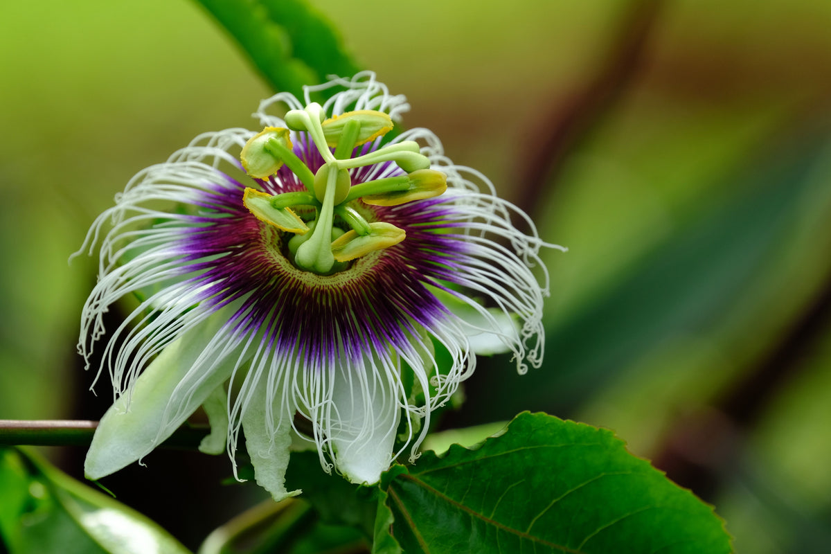 Maypop Passion Flower Vine - Passiflora incarnata Bare Root LIVE Plants (Set of 2)