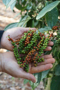 Black Pepper Live Starter Plant Piper nigrum – Well-Rooted Container Plant