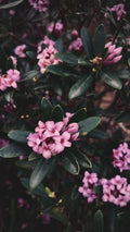 Daphne Odora Variegata Unrooted Cutting - 6 Inch, Fragrant Pink Blooms