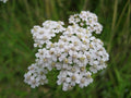 Common Yarrow 1 Seed-Grown Live Plant in 4-Inch Pot | Achillea millefolium