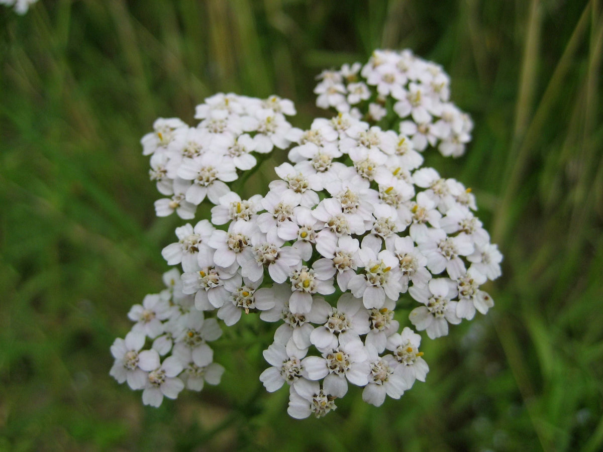 Common Yarrow 1 Seed-Grown Live Plant in 4-Inch Pot | Achillea millefolium