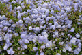 California Lilac Yankee Point Ceanothus griseus var. horizontalis 4-Inch Live Plant
