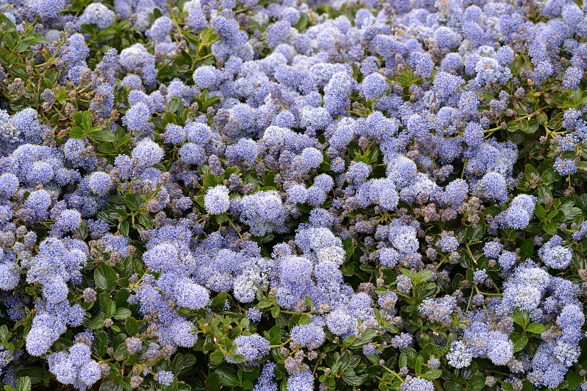 California Lilac Yankee Point Ceanothus griseus var. horizontalis 4-Inch Live Plant
