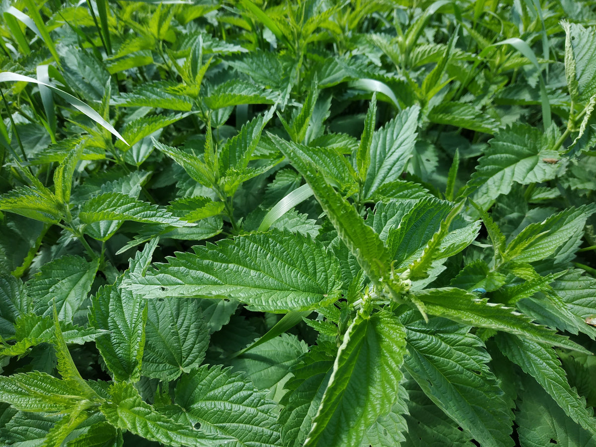 Stinging Nettle Plants 6-Pack Urtica dioica | Organic Perennial Herb