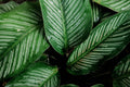 Calathea Beauty Star (Goeppertia ornata) - 4-Inch Pot Live Prayer Plant