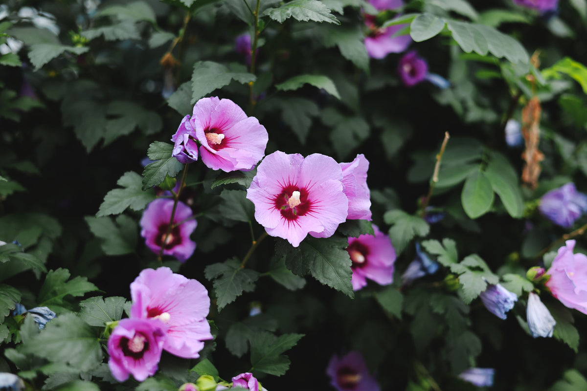 Rose of Sharon Hibiscus syriacus Live Plants with Roots – 9 Starter Shrubs, ~1 ft tall