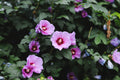 Dark Mystery Hibiscus Live Plant in 2.5-Inch Pot – Starter Perennial Hibiscus
