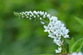 Lady Jane Lysimachia Live Plant - 2.25-Inch Pot | Lysimachia congestiflora 'Lady Jane'