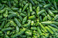 Poblano Ancho Pepper Live Plants – Lot of 3, 75+ Days Old – Capsicum annuum