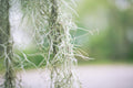 Spanish Moss Air Plant 1 Gallon - Tillandsia usneoides (Live, Florida)