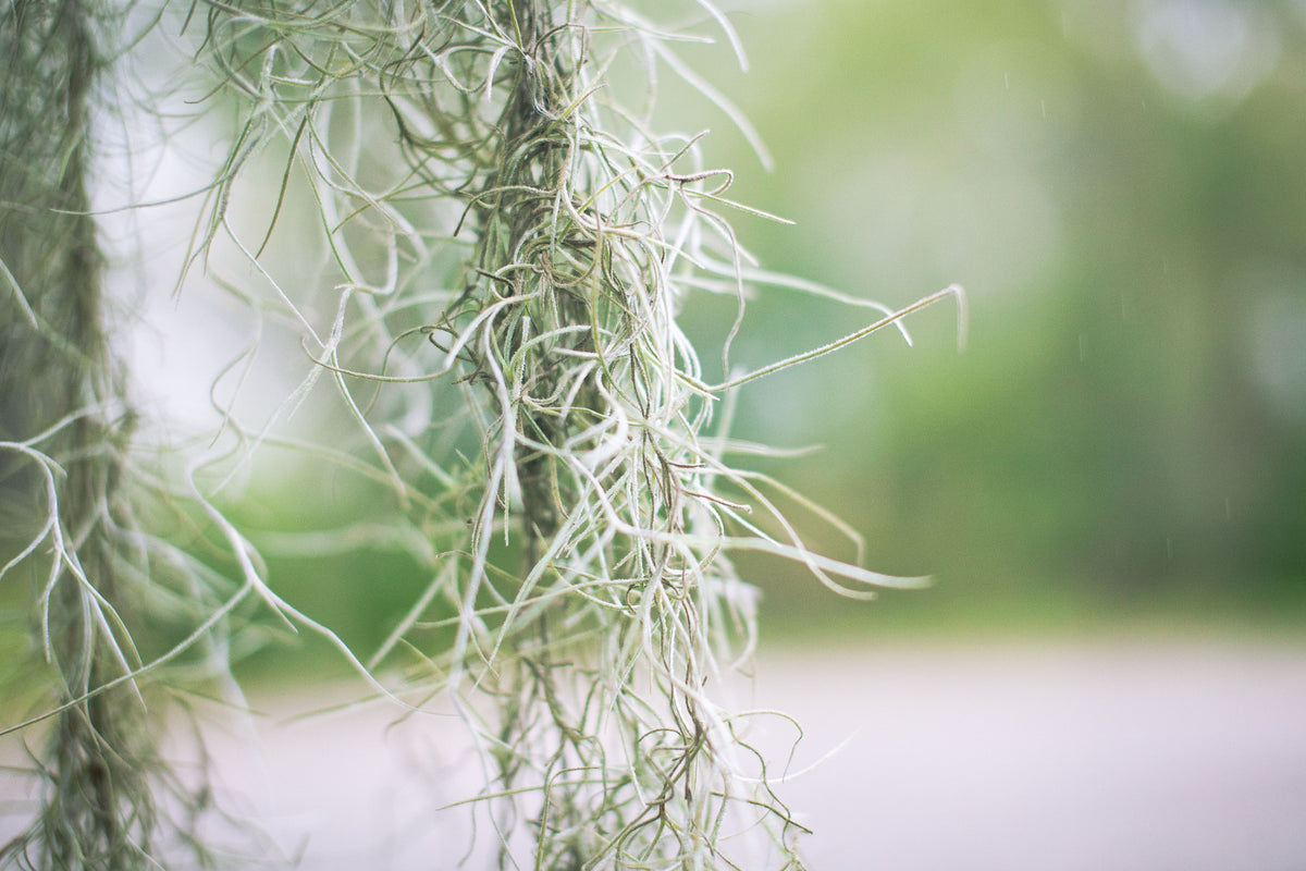 Spanish Moss Air Plant 1 Gallon - Tillandsia usneoides (Live, Florida)