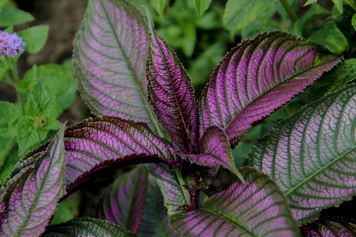 Persian Shield Halloween Queen - 2 Live Plants (Strobilanthes dyerianus) | Purple-Silver Foliage