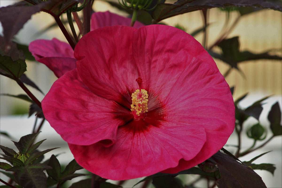 Garnet Globes Bush Hibiscus Live Plant in 2.5-Inch Pot | Hibiscus moscheutos