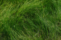 Eleocharis radicans Bonsai Grass Live Plant 2-Inch Pot