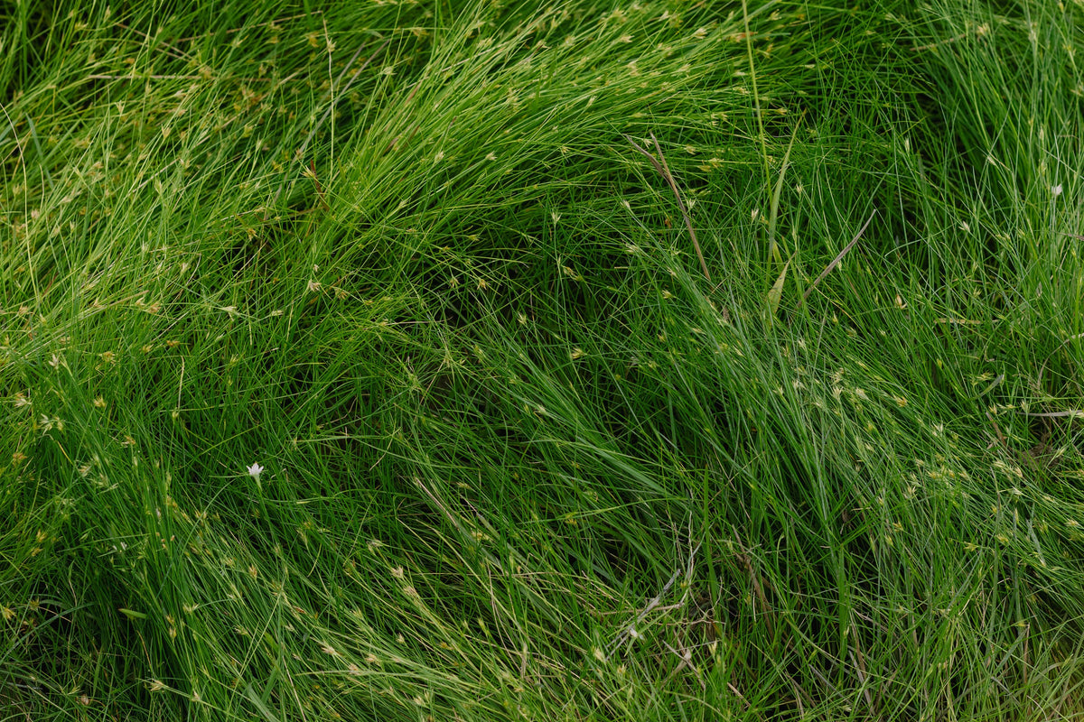 Eleocharis radicans Bonsai Grass Live Plant 2-Inch Pot