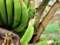 Basjoo Banana Tree Live Starter Plant | Musa basjoo | 3–12 in. in Pot