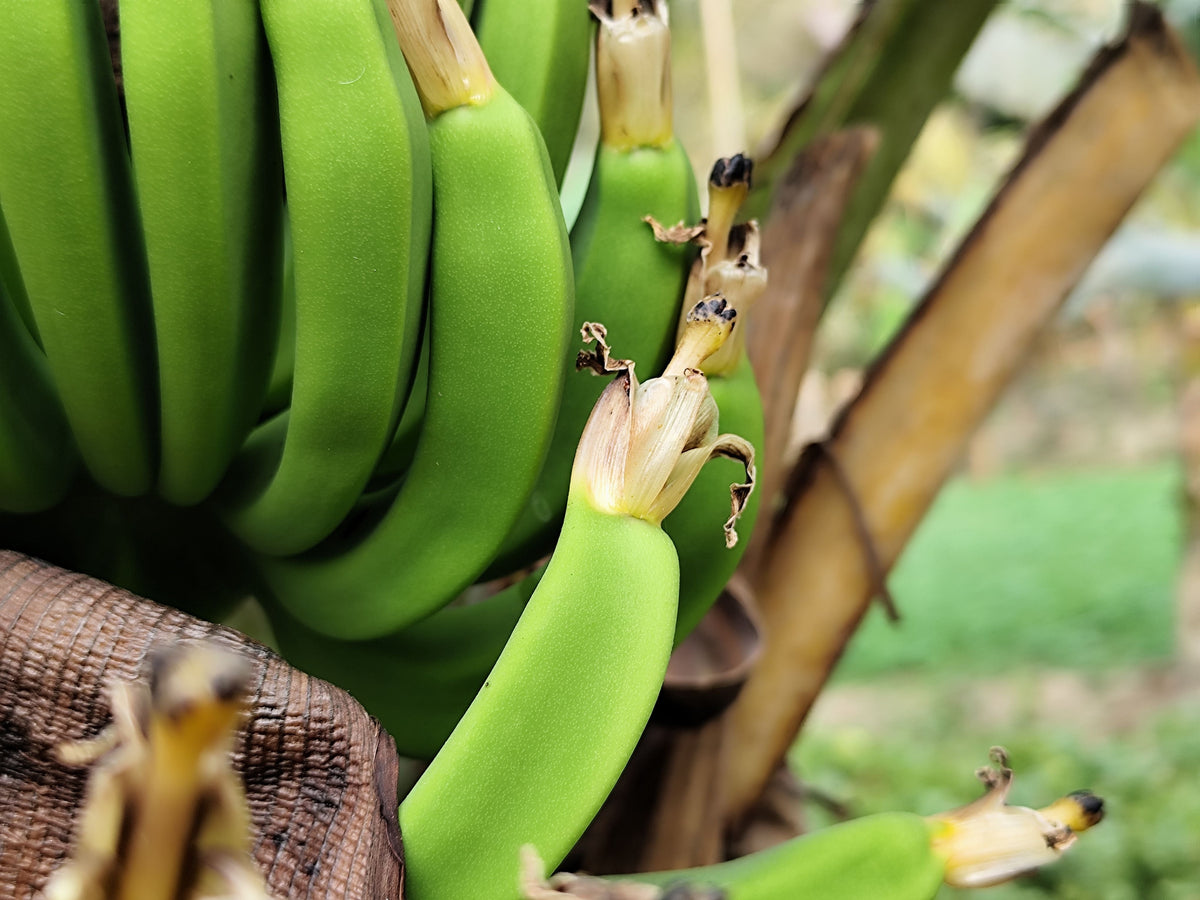 Basjoo Banana Tree Live Starter Plant | Musa basjoo | 3–12 in. in Pot