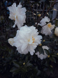 Seafoam Camellia Live Starter Plant (Camellia japonica) – Well-Rooted Starter Plant in Nursery Pot
