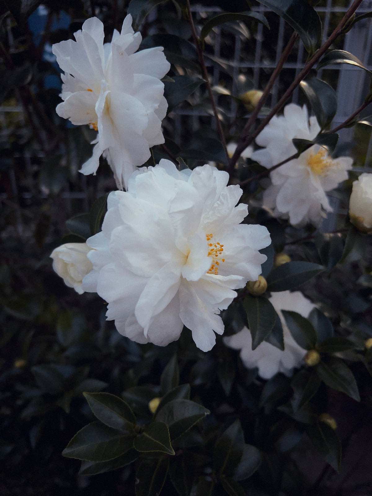 Seafoam Camellia Live Starter Plant (Camellia japonica) – Well-Rooted Starter Plant in Nursery Pot
