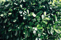 Clusia rosea Live Plant – 2–3 ft Tall, 1-Gallon Pot – Pitch Apple Hedge