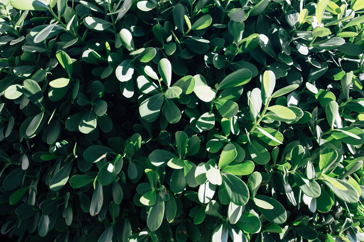 Clusia rosea Live Plant – 2–3 ft Tall, 1-Gallon Pot – Pitch Apple Hedge